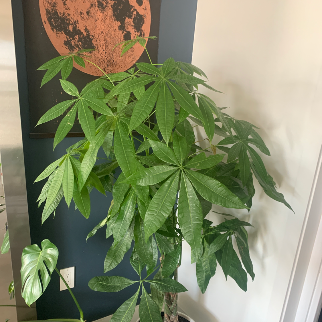 A vibrant and healthy Pachira aquatica (Money Tree) plant with signature palmate green leaves, situated in a corner near a window.