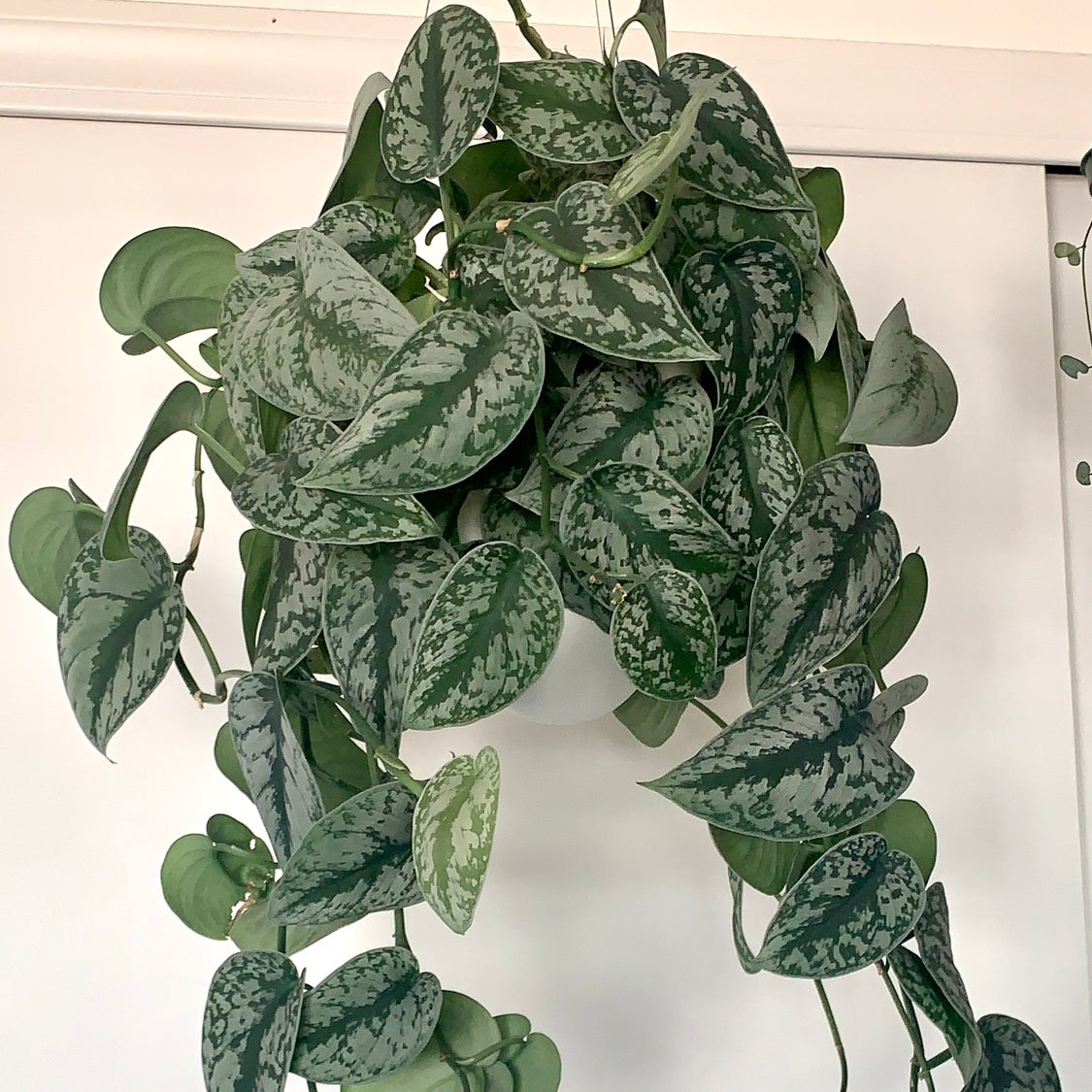Healthy Satin Pothos plant with lush green leaves and distinctive silver variegation, well-framed and in focus.