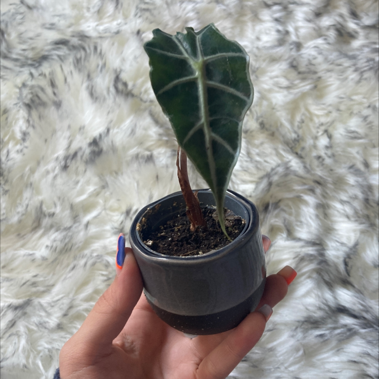 A small potted Green Velvet Alocasia plant with a single healthy leaf, held by a hand.