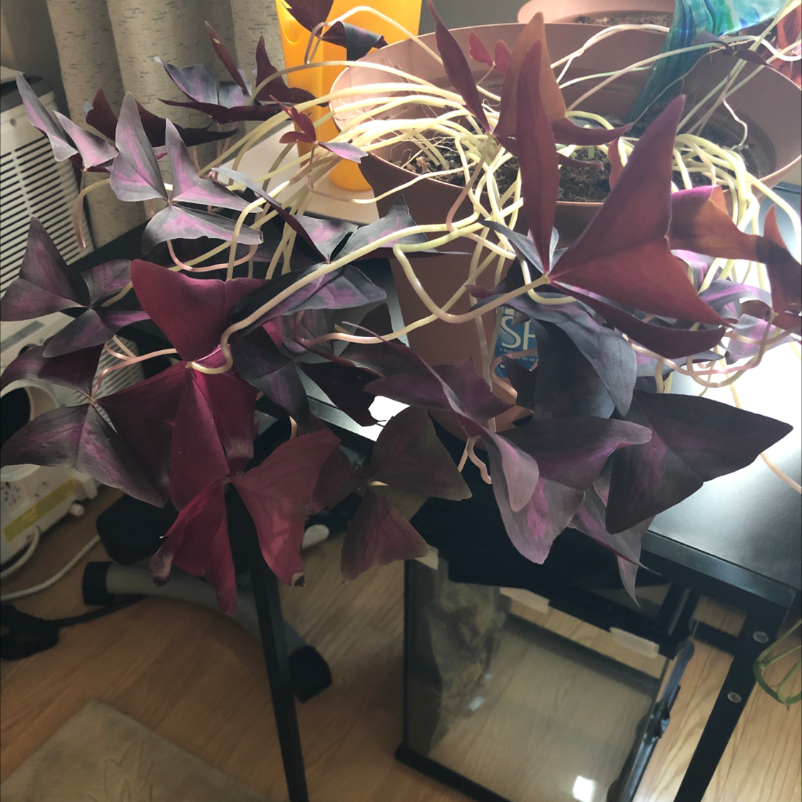 Vibrant burgundy Purple Shamrocks plant with triangular clover-like leaves, appearing healthy and full in its pot.