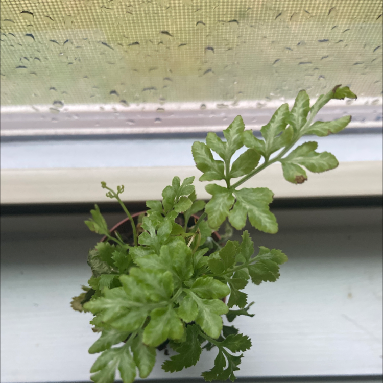 Healthy Brake Fern plant on a windowsill with green leaves.