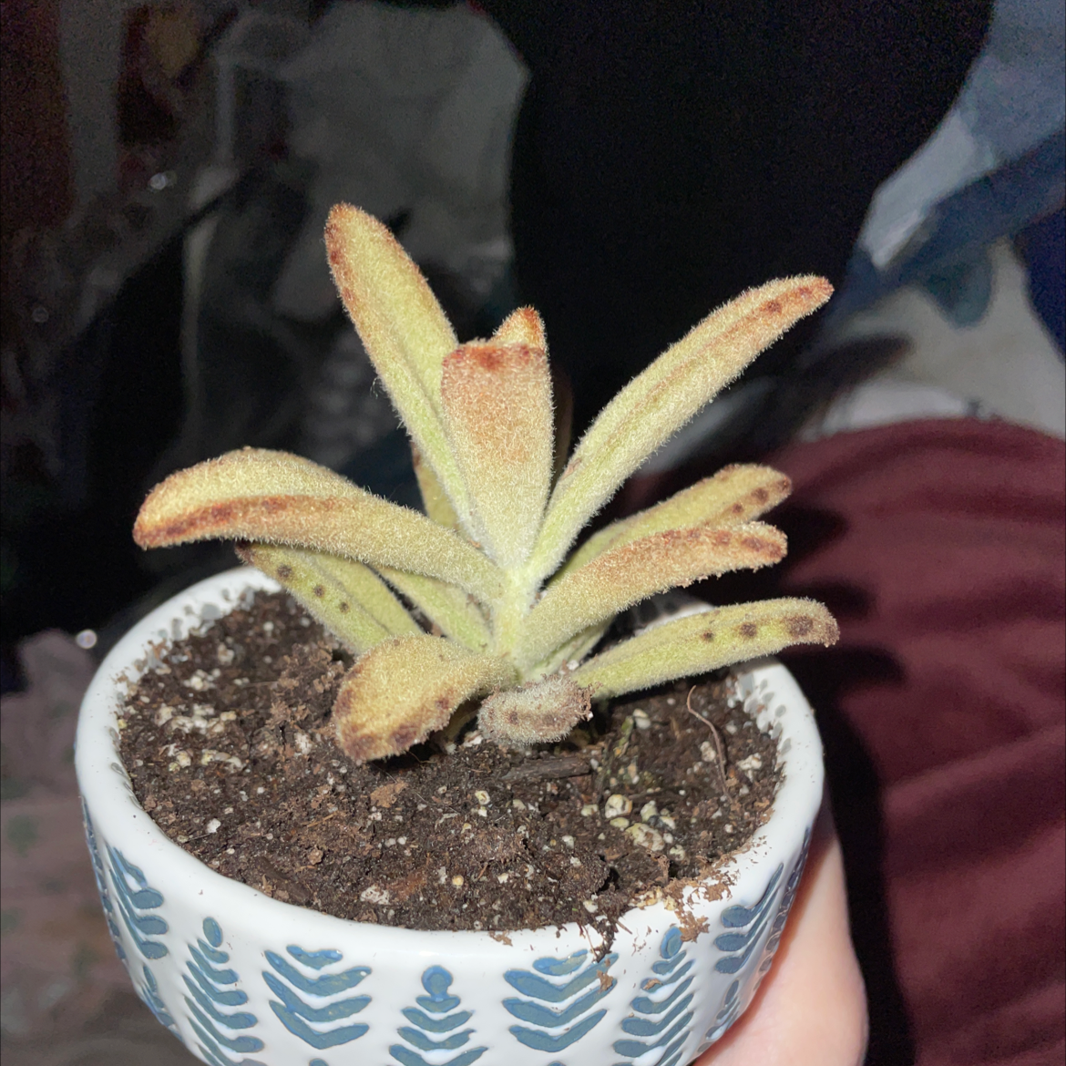 Panda Plant plant photo by @bloodmilk named Tomagatchi on Greg, the plant care app.