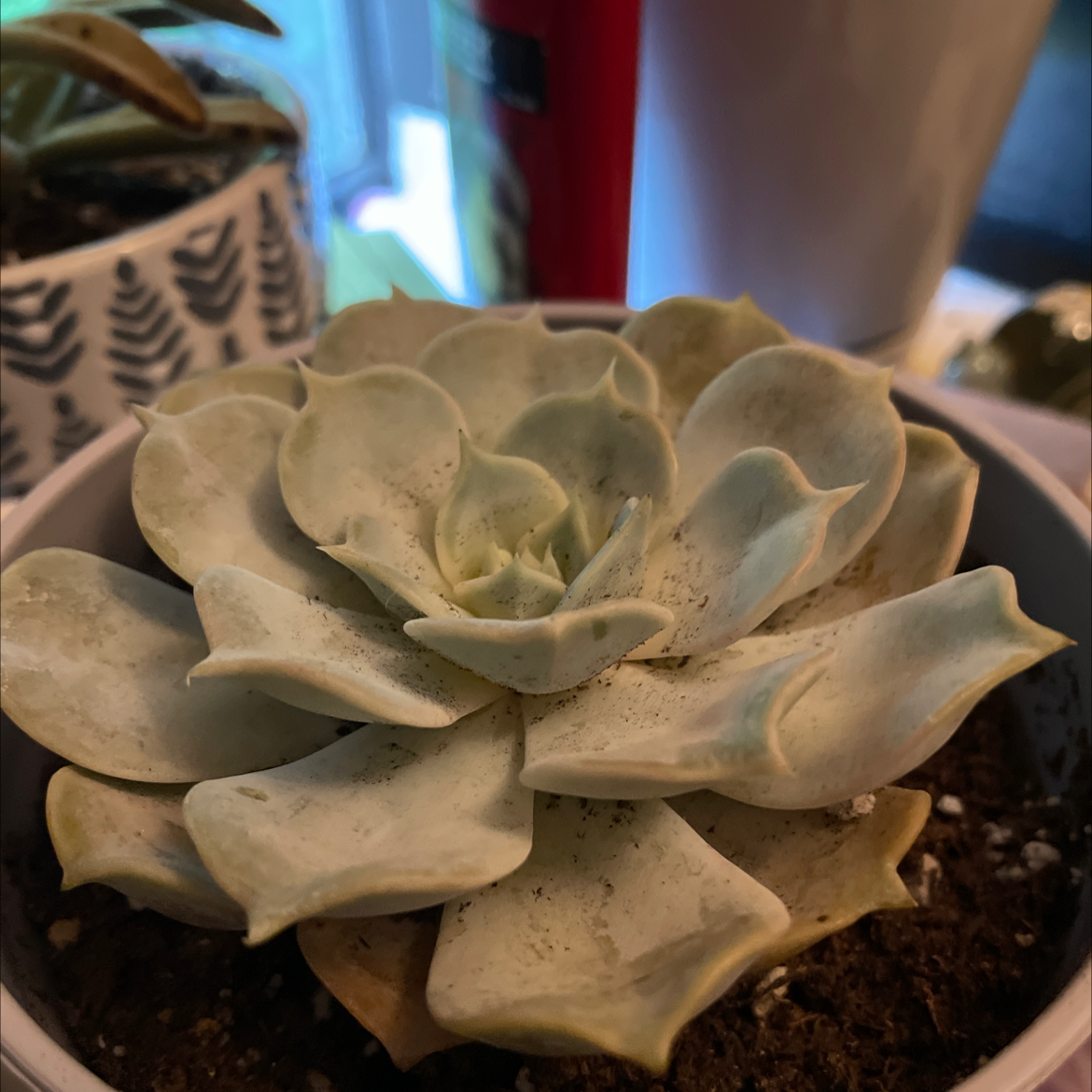 Mexican Snowball plant photo by @bloodmilk named Kayla on Greg, the plant care app.