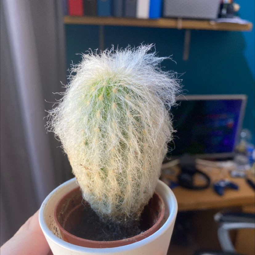 Peruvian Old Man Cactus in a small pot, held by a hand, with a desk and computer in the background.