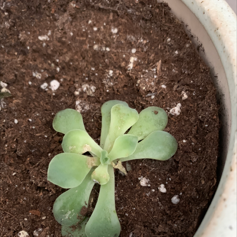 Photo of the plant species Echeveria carnicolor by Emma named Leonardo on Greg, the plant care app