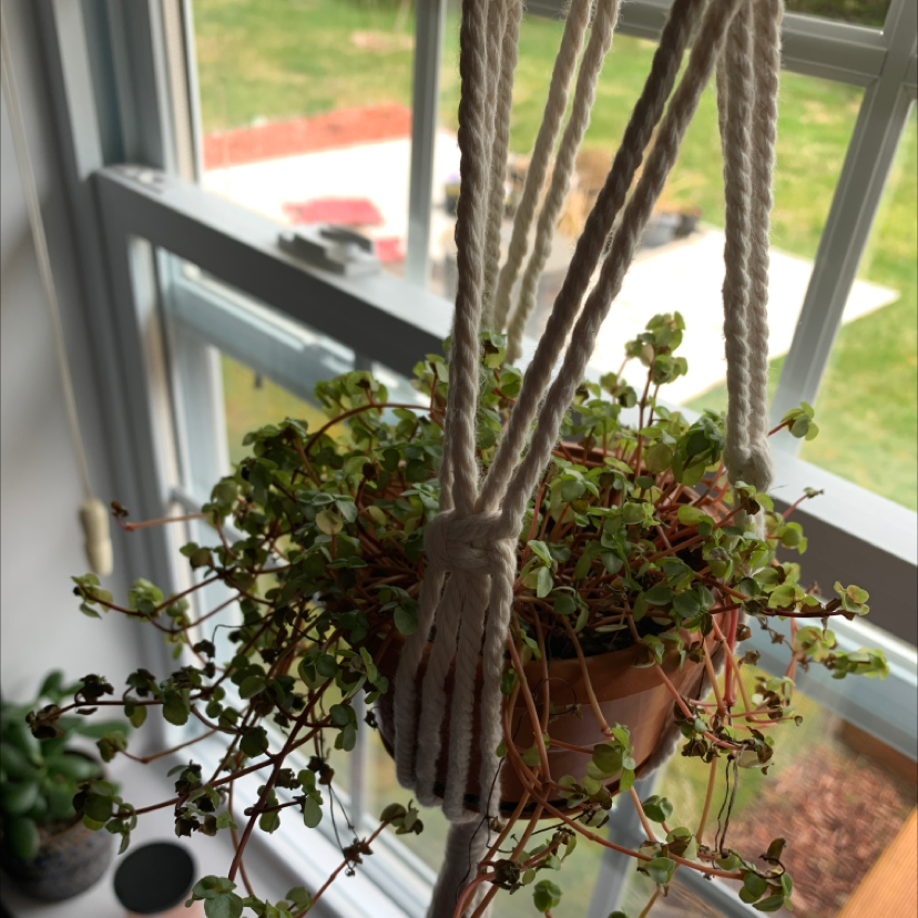 Healthy Pilea Baby Tears plant in a terracotta pot on a sunny windowsill, with small round leaves trailing over the sides.