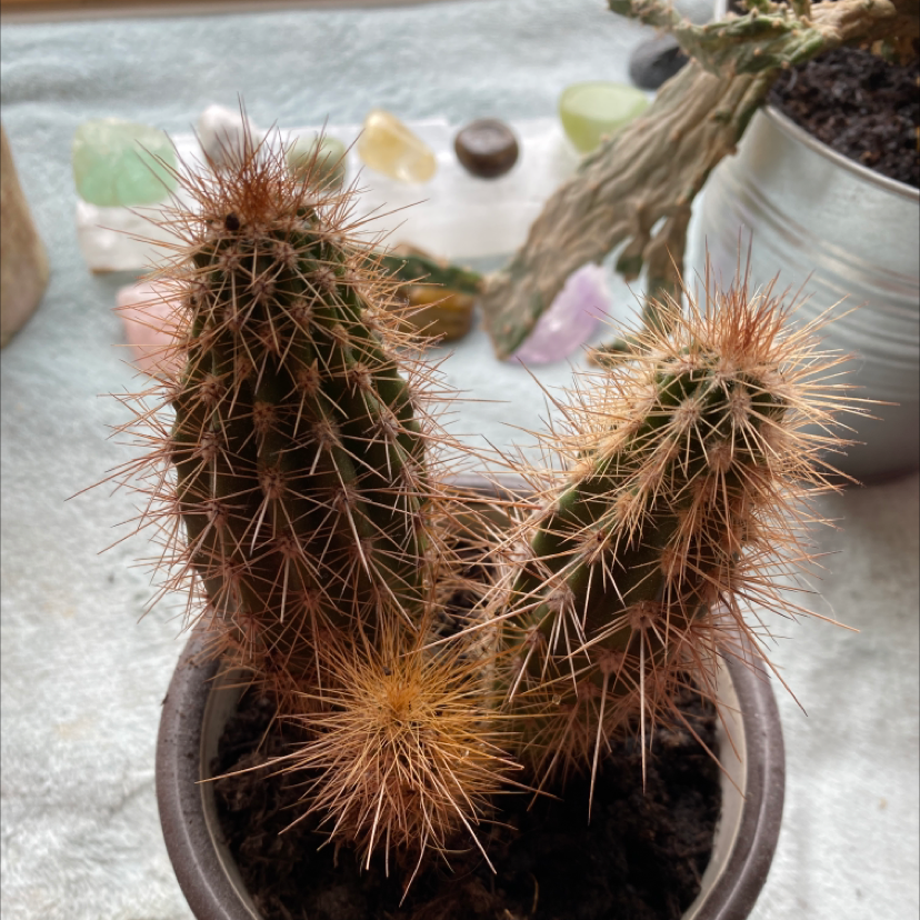 Engelmann's Hedgehog Cactus in a pot with two main stems, healthy appearance.