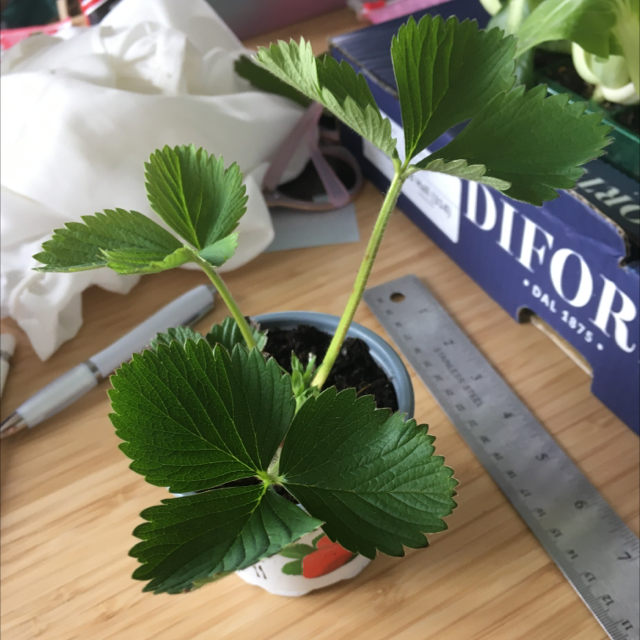 Photo of the plant species California Strawberry by @PlantRat named Stella on Greg, the plant care app