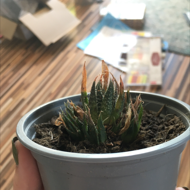 Zebra Plant plant photo by @PlantRat named Rainier on Greg, the plant care app.