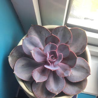 Pearl Echeveria plant in Newcastle upon Tyne, England