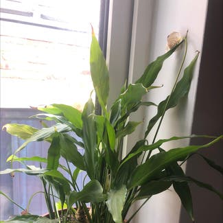 Peace Lily plant in Newcastle upon Tyne, England