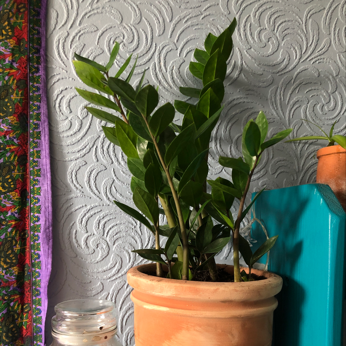Zamioculcas Zamiifolia plant photo by @Blaze named Zara on Greg, the plant care app.