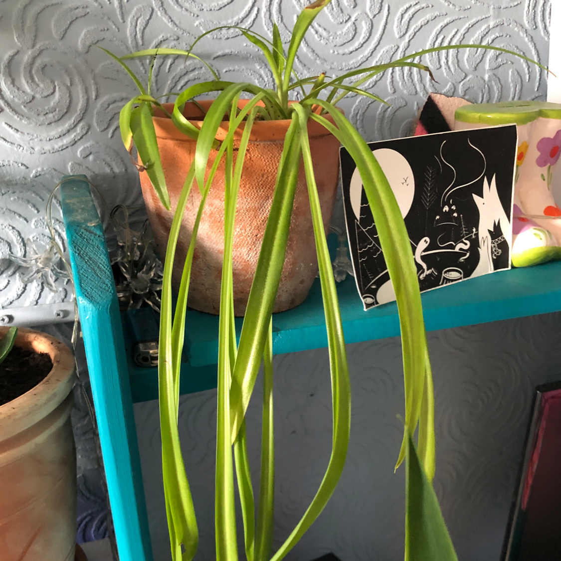 Spider Plant plant photo by @Blaze named Spencer on Greg, the plant care app.