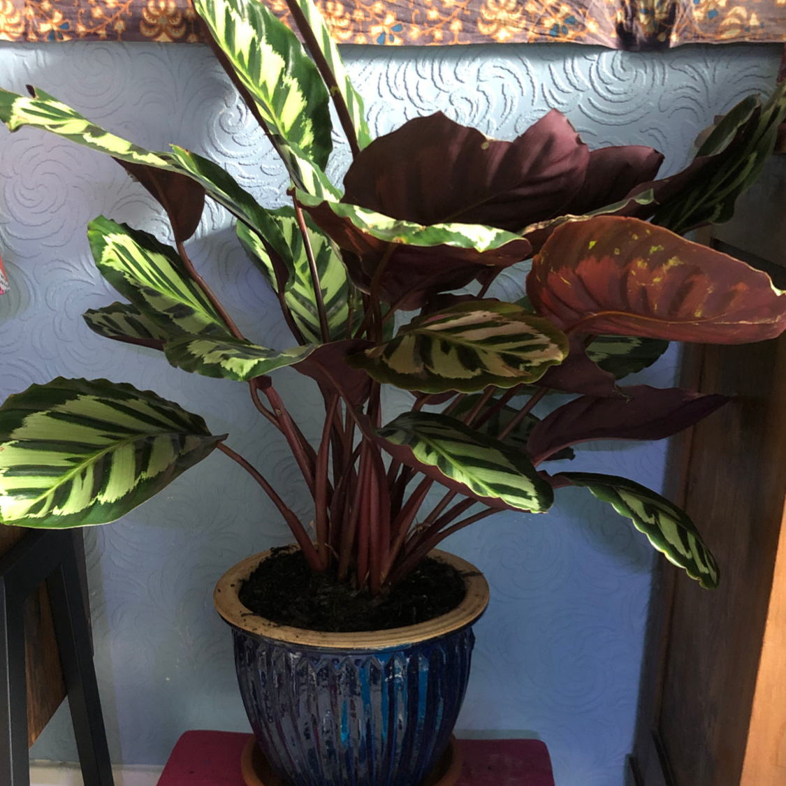 Calathea 'Cora' plant photo by @Blaze named Cora on Greg, the plant care app.