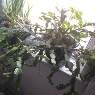 Easter Cactus plant in Newcastle upon Tyne, England