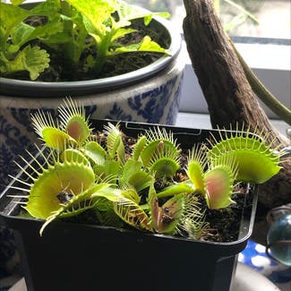 Venus Fly Trap plant in Newcastle upon Tyne, England