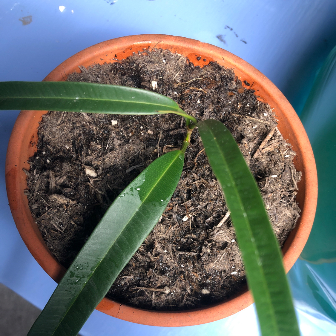 Potted Ficus Alii plant with long, narrow leaves in a terracotta pot.