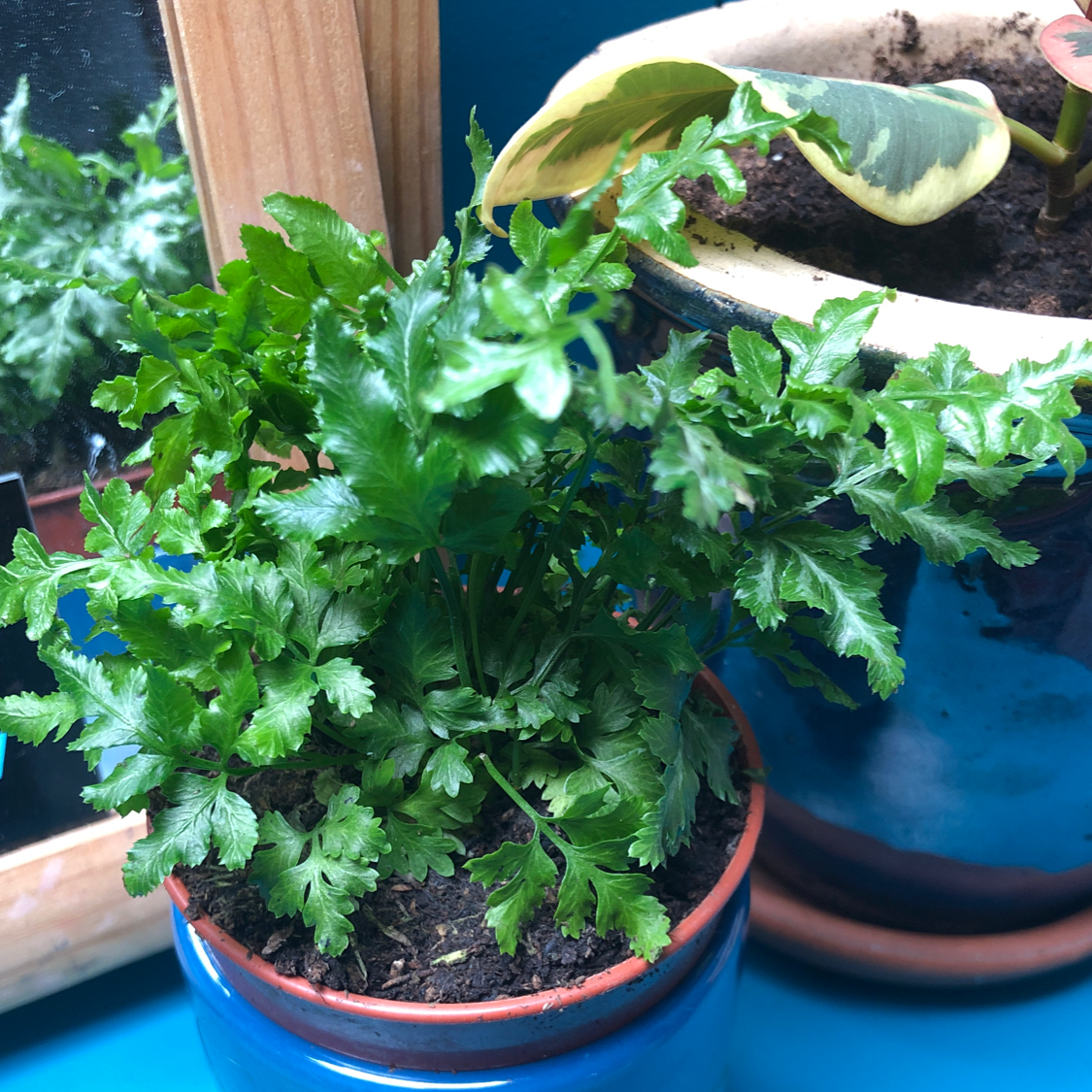Brake Fern in a small pot with another plant in the background showing a yellowing leaf.