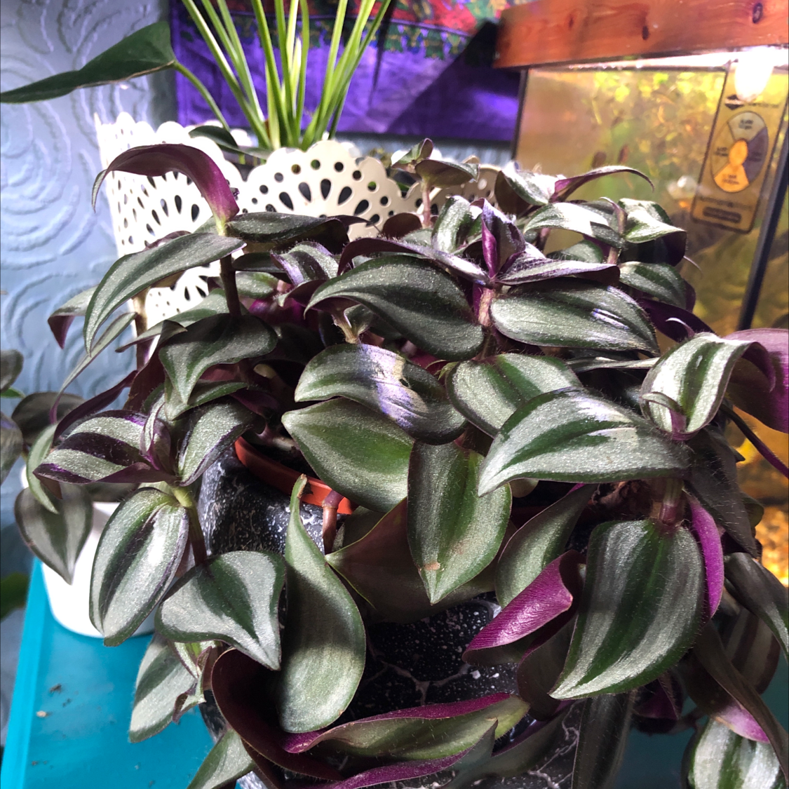 Spiderwort plant photo by @Blaze named Zebedee on Greg, the plant care app.