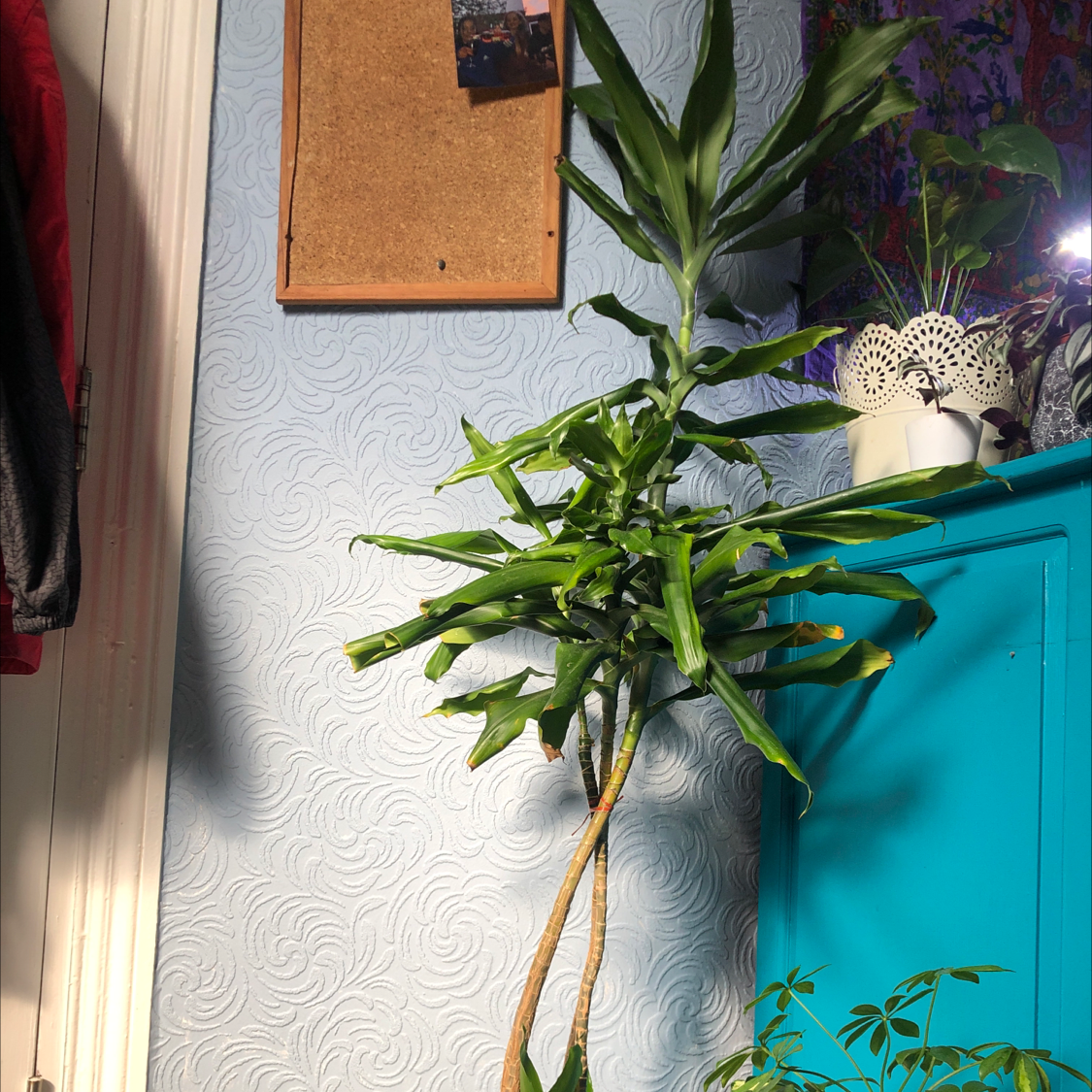 Cornstalk Dracaena plant photo by @Blaze named Corny on Greg, the plant care app.