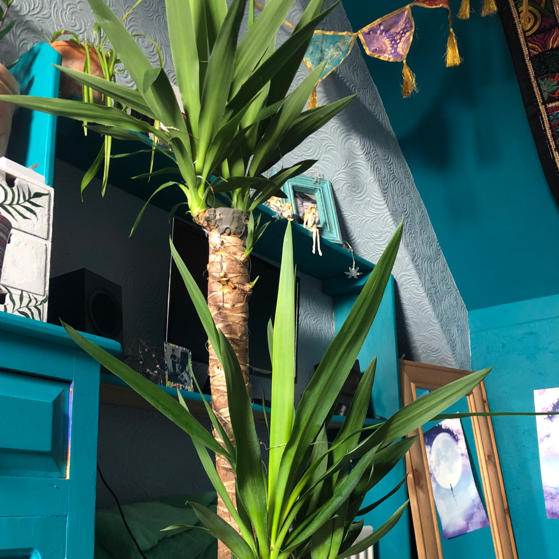 Blue-Stem Yucca plant photo by @Blaze named Yasmin on Greg, the plant care app.