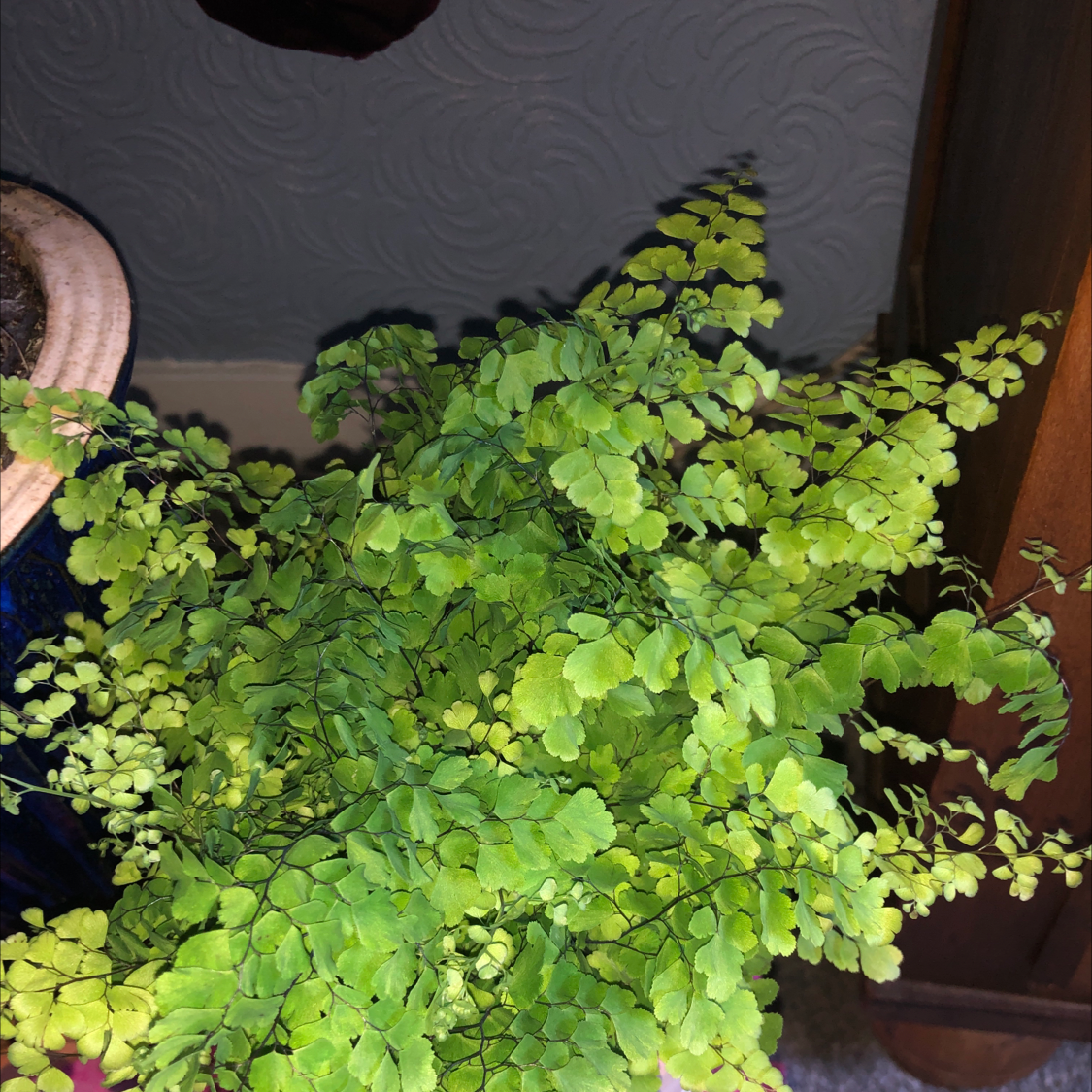 Maidenhair Fern plant photo by @Blaze named Freya on Greg, the plant care app.
