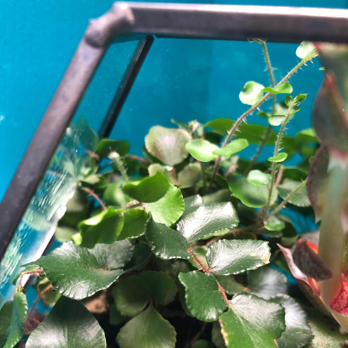Pellaea rotundifolia plant photo by @Blaze named Terra on Greg, the plant care app.