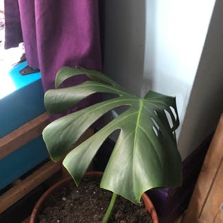 Monstera plant in Newcastle upon Tyne, England