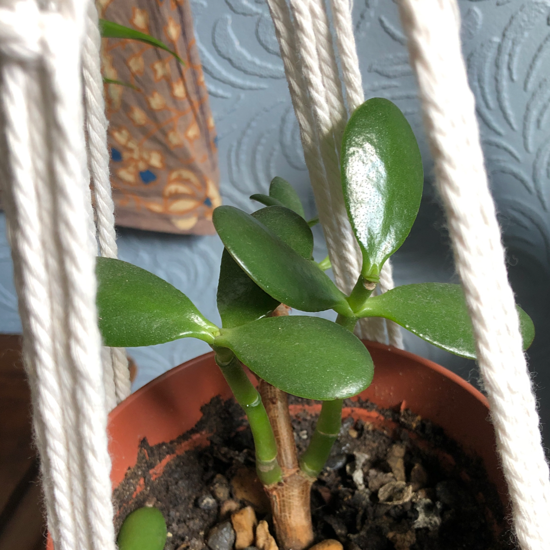 Lucky Plant plant photo by @Blaze named Jade on Greg, the plant care app.