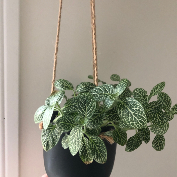 Nerve Plant plant photo by @mathilde named scarlett on Greg, the plant care app.