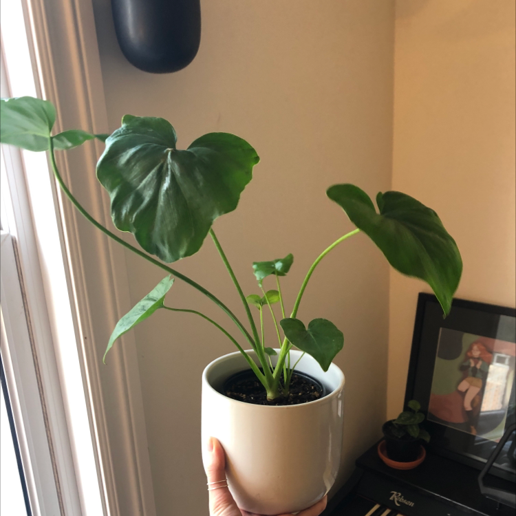 Photo of the plant species Elephant Ear Philodendron by @mathilde named da Vinci on Greg, the plant care app