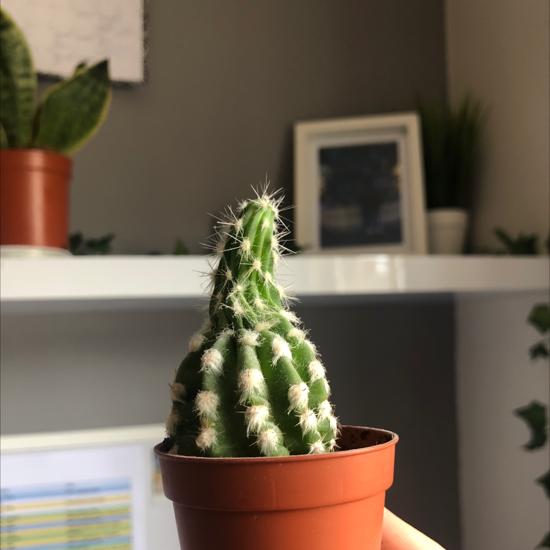 Golden Torch plant photo by @Maddydrylandlivesonanisland named Maya on Greg, the plant care app.