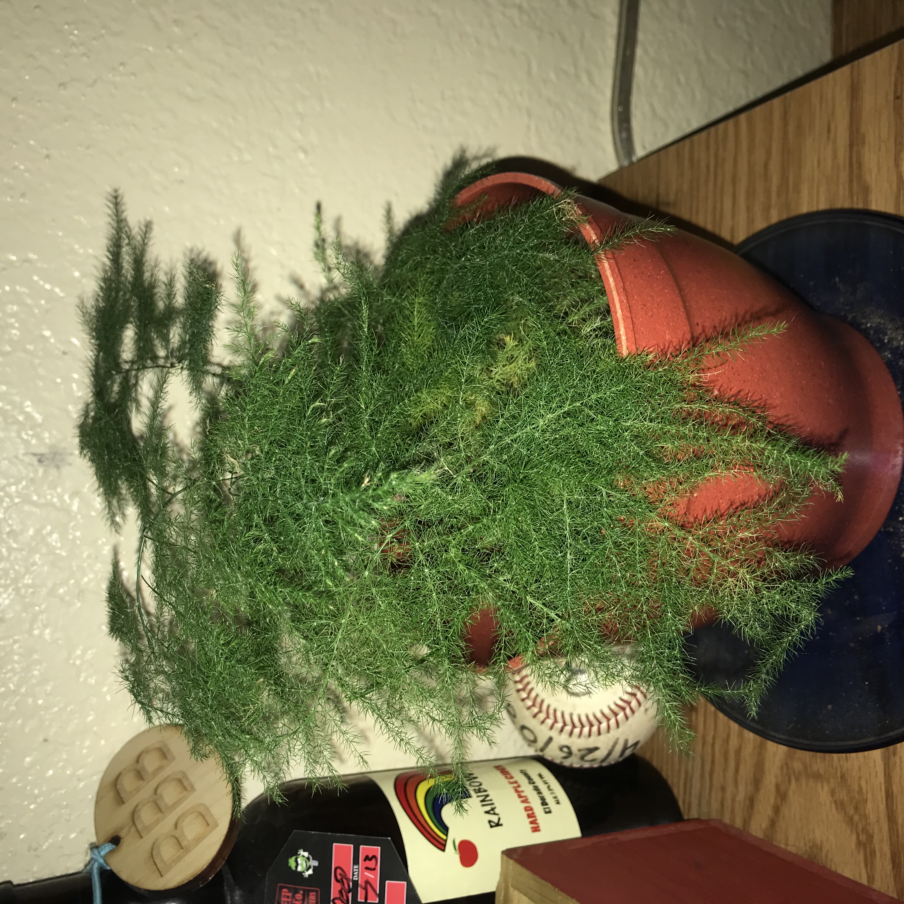 A healthy Asparagus Fern plant held by a human hand, with lush green foliage and reddish-orange stem tips.