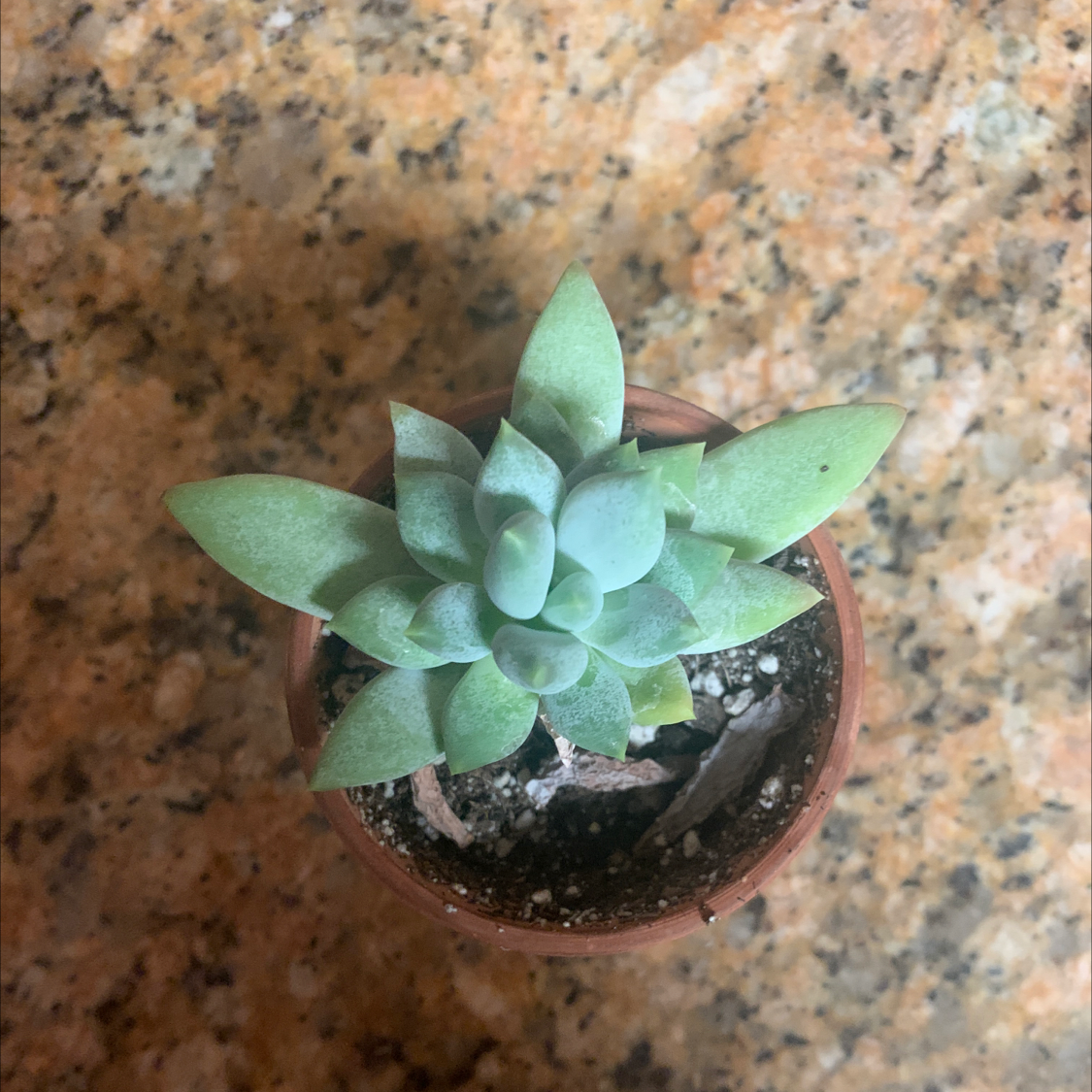 Top view of a small succulent plant in a pot with visible soil.