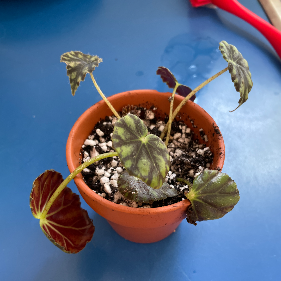 Potted Iron Cross Begonia with some leaf discoloration and visible soil.