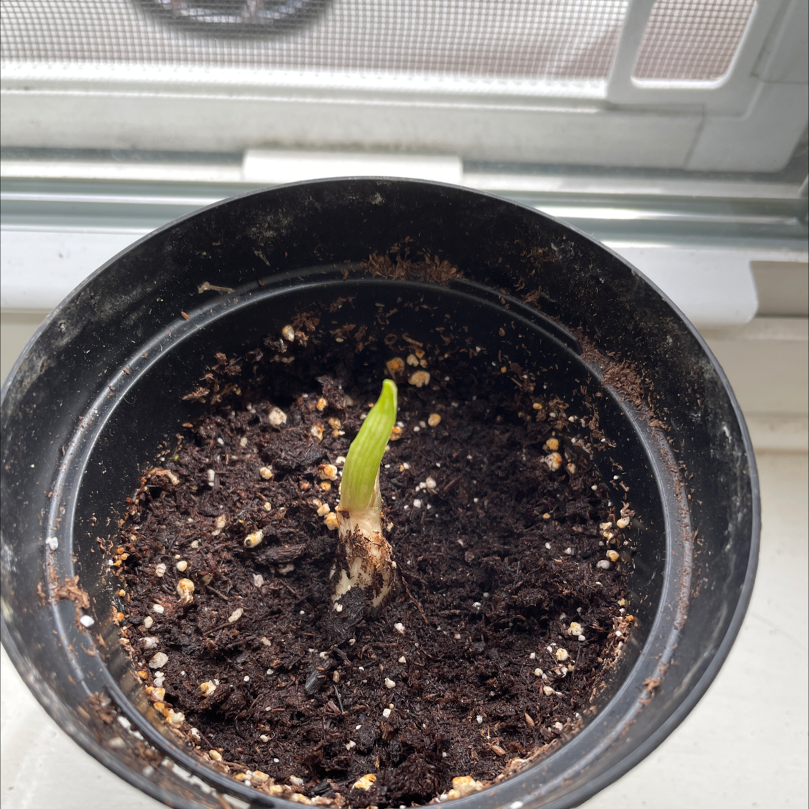 A small garlic plant sprouting in a pot with dark soil.