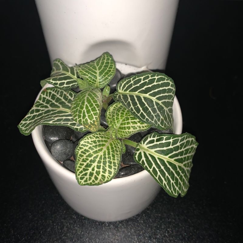 Nerve Plant (Fittonia) in a white pot with vibrant green leaves and white veins.
