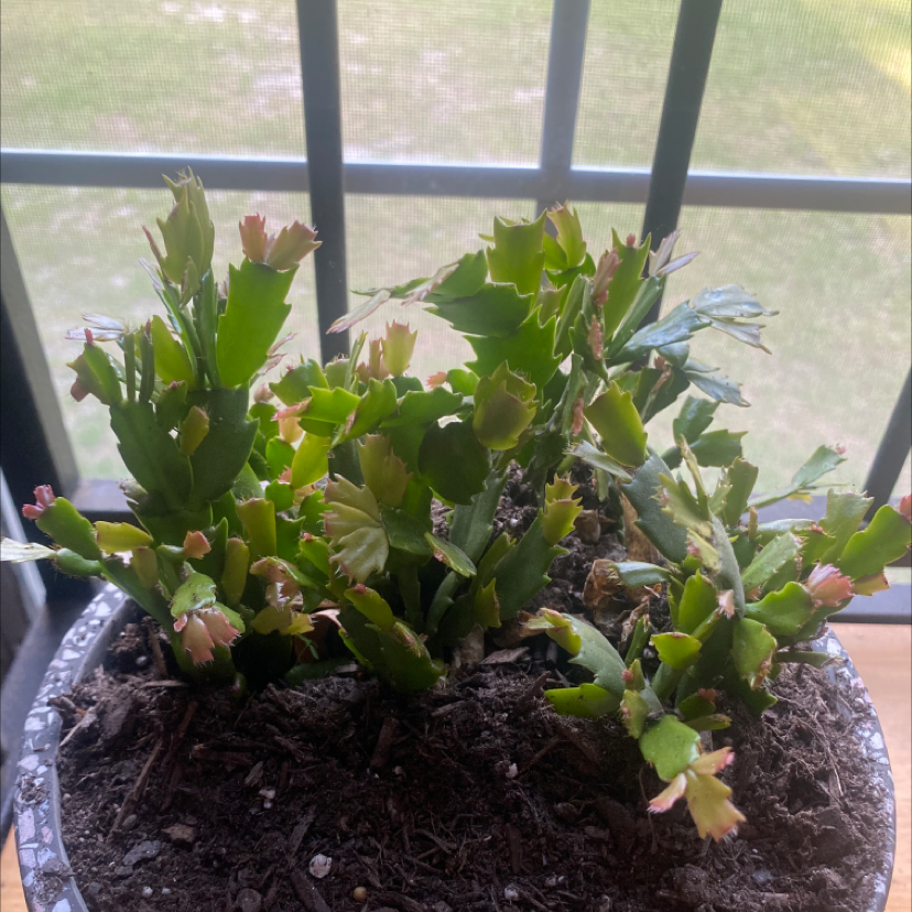 False Christmas Cactus plant photo by @leighanns79 named Christmas on Greg, the plant care app.