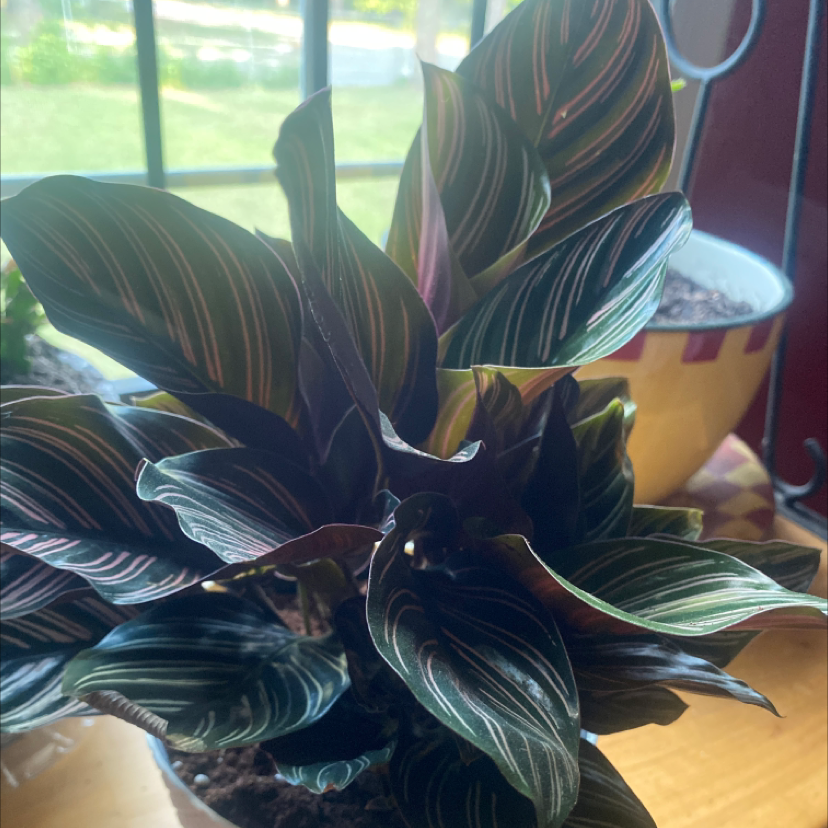 Pinstripe Calathea plant photo by @leighanns79 named Pinky on Greg, the plant care app.