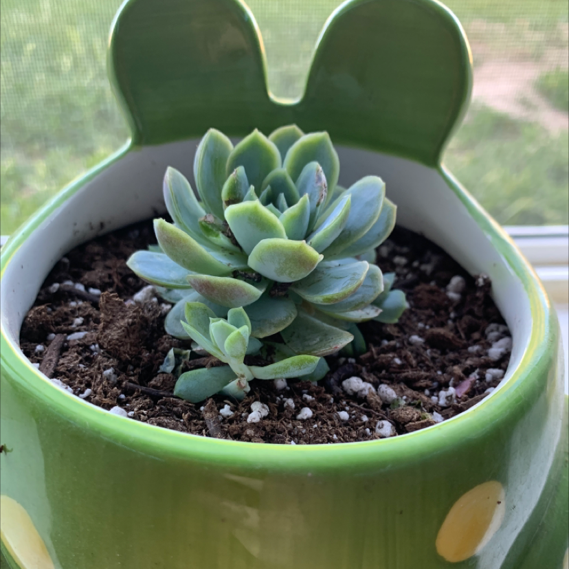 Echeveria 'Orion' plant photo by @rennoodlesoup named girlfrog on Greg, the plant care app.