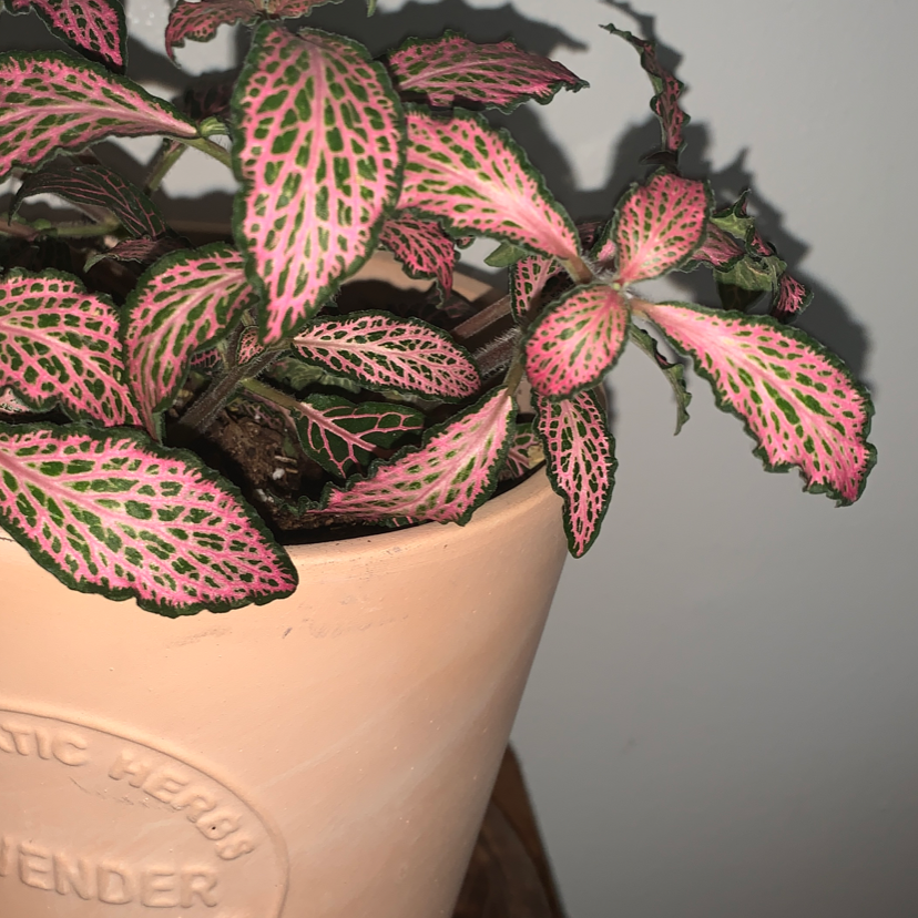 Nerve Plant plant photo by @rennoodlesoup named athena on Greg, the plant care app.