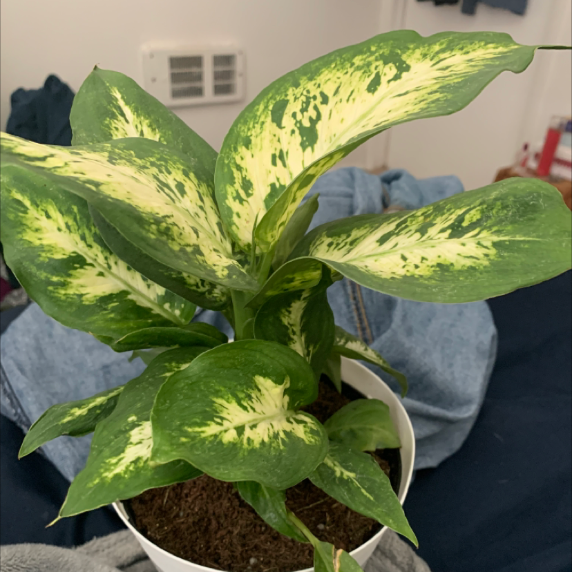 Dieffenbachia plant photo by @rennoodlesoup named darwin on Greg, the plant care app.