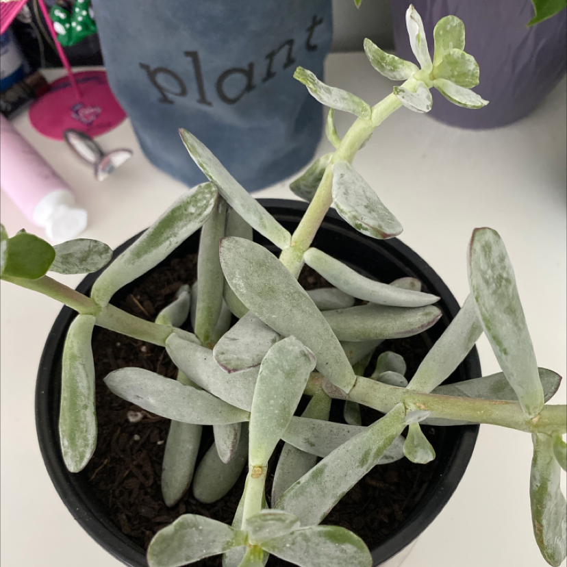 A healthy Pig's Ear succulent plant in a black pot with visible soil.