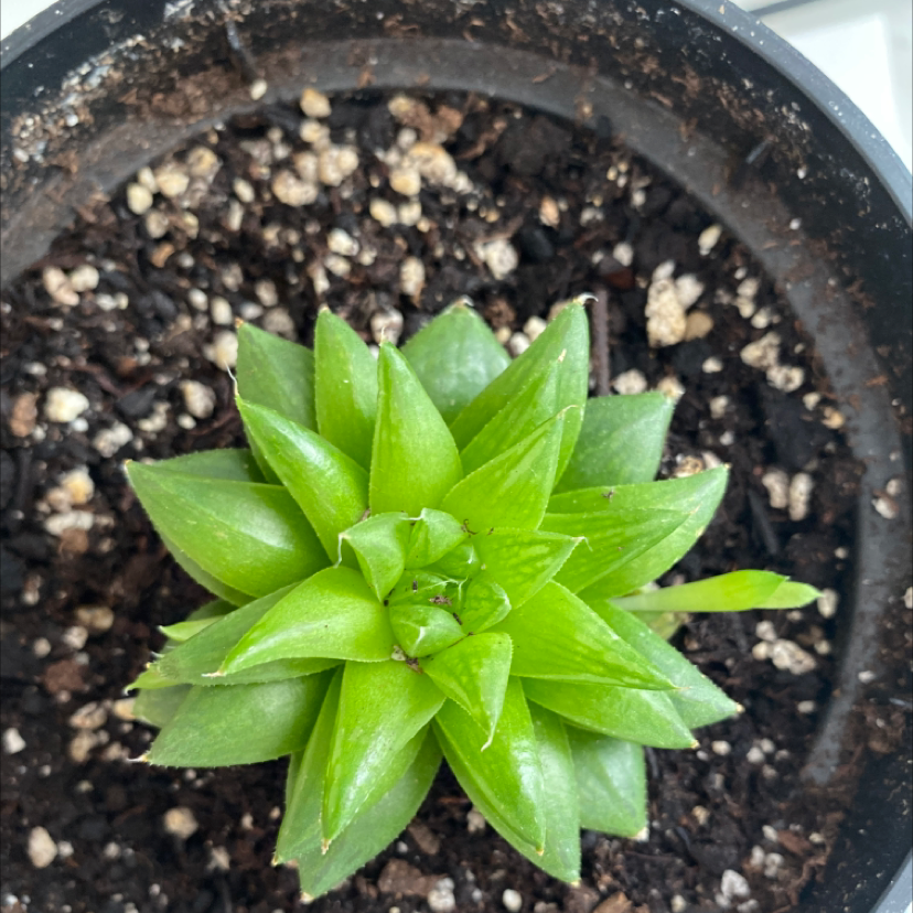 Healthy Cathedral Window Haworthia plant in a pot with visible soil.