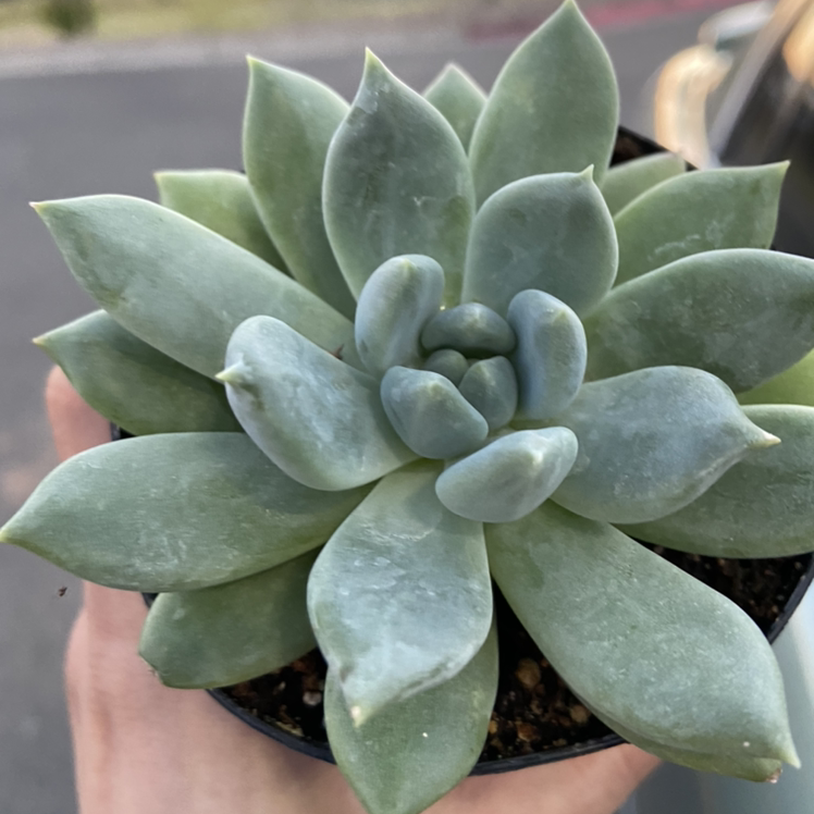 Photo of the plant species Little Jewel by @Iloveyoumaryjane named Aries on Greg, the plant care app