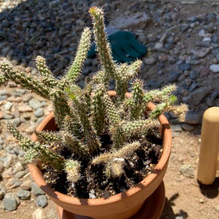 Photo of the plant species Cane Cholla by @Iloveyoumaryjane named June on Greg, the plant care app
