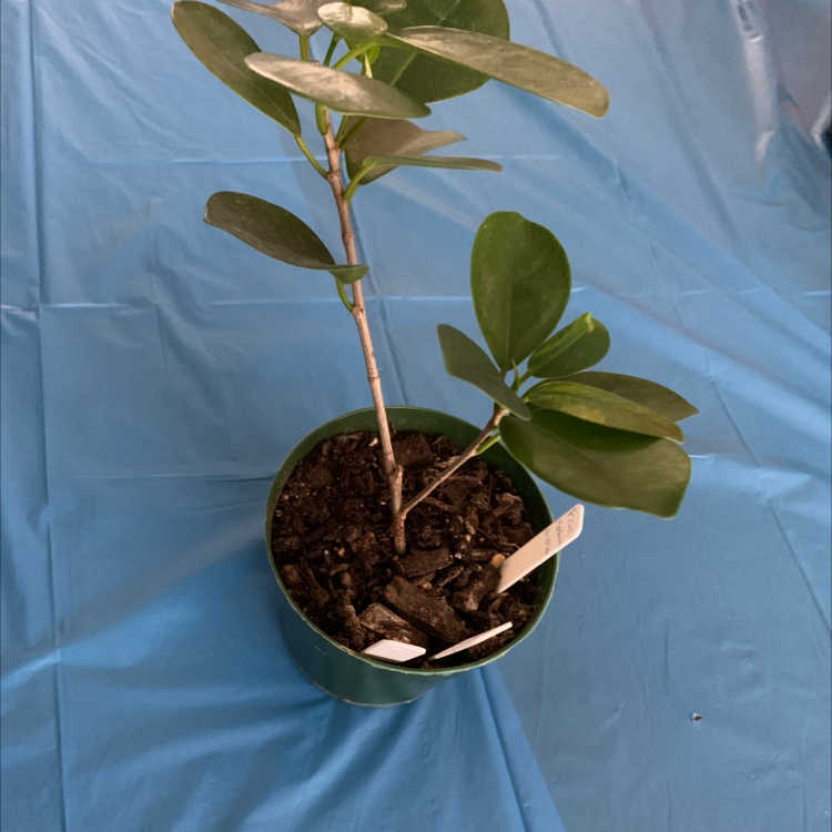 Ficus Ginseng plant photo by @twistyourstitch named HotFlash on Greg, the plant care app.