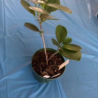 Ficus Ginseng plant in Minneapolis, Minnesota