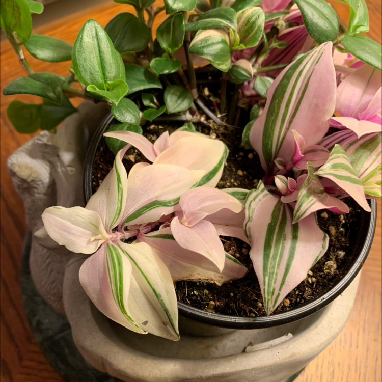 A healthy Small-Leaf Spiderwort plant with colorful green, pink, and white foliage in a grey ceramic pot filled with dark soil.