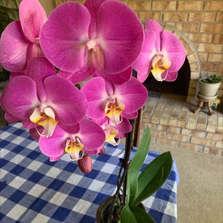 Phalaenopsis Orchid plant in Minneapolis, Minnesota